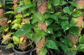 Money Plant : Symbol of Prosperity and Effortless Green Beauty