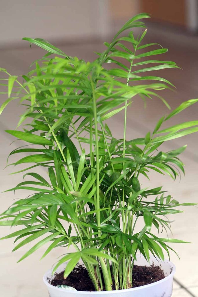 Parlor palm
