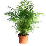 Parlour Palm