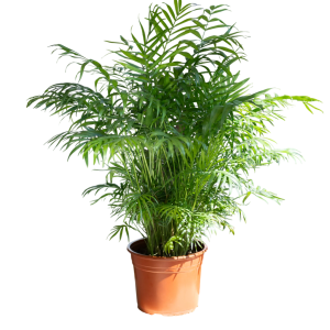 Parlour Palm