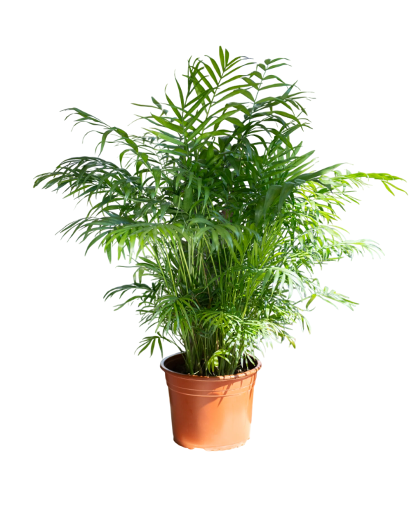 Parlour Palm