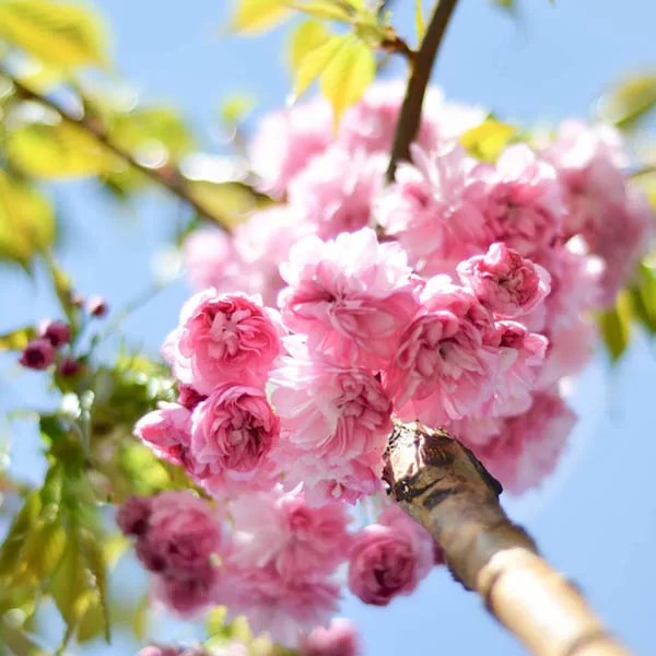CherryBlossom