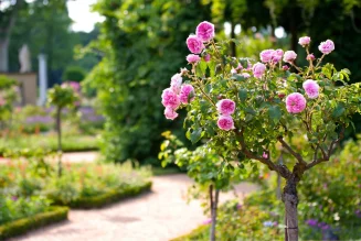 Tree Roses in Kenya: Elegant Blooms for Every Garden