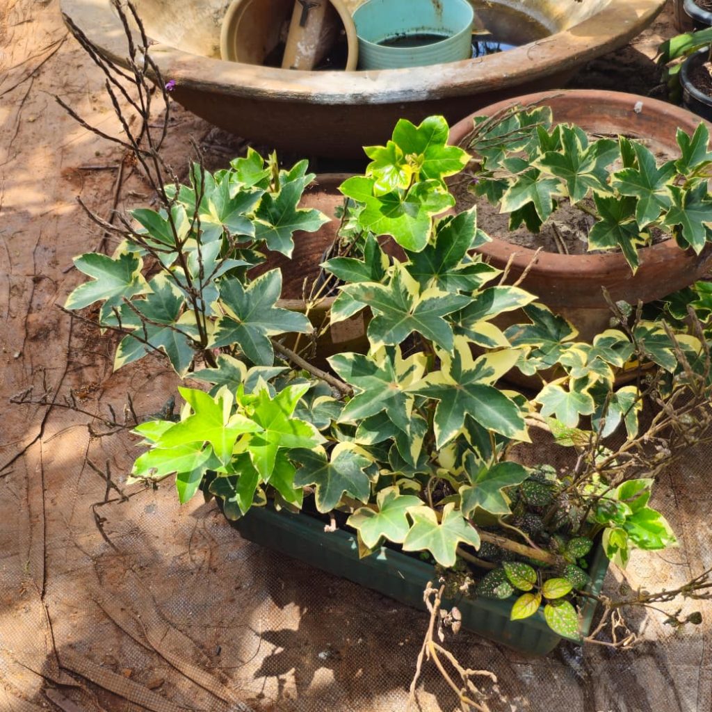 English Ivy