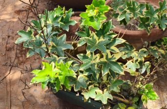 English Ivy : A Timeless Climber for Indoors and Gardens
