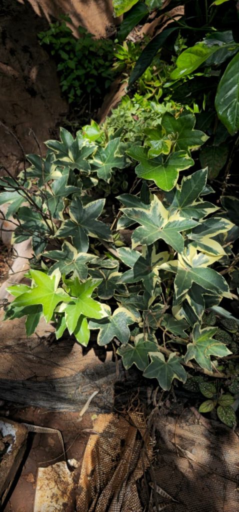English Ivy