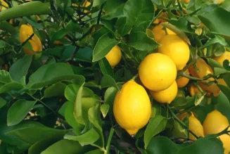 Meyer Lemon Tree: A Burst of Citrus Sunshine for Kenyan Homes and Gardens