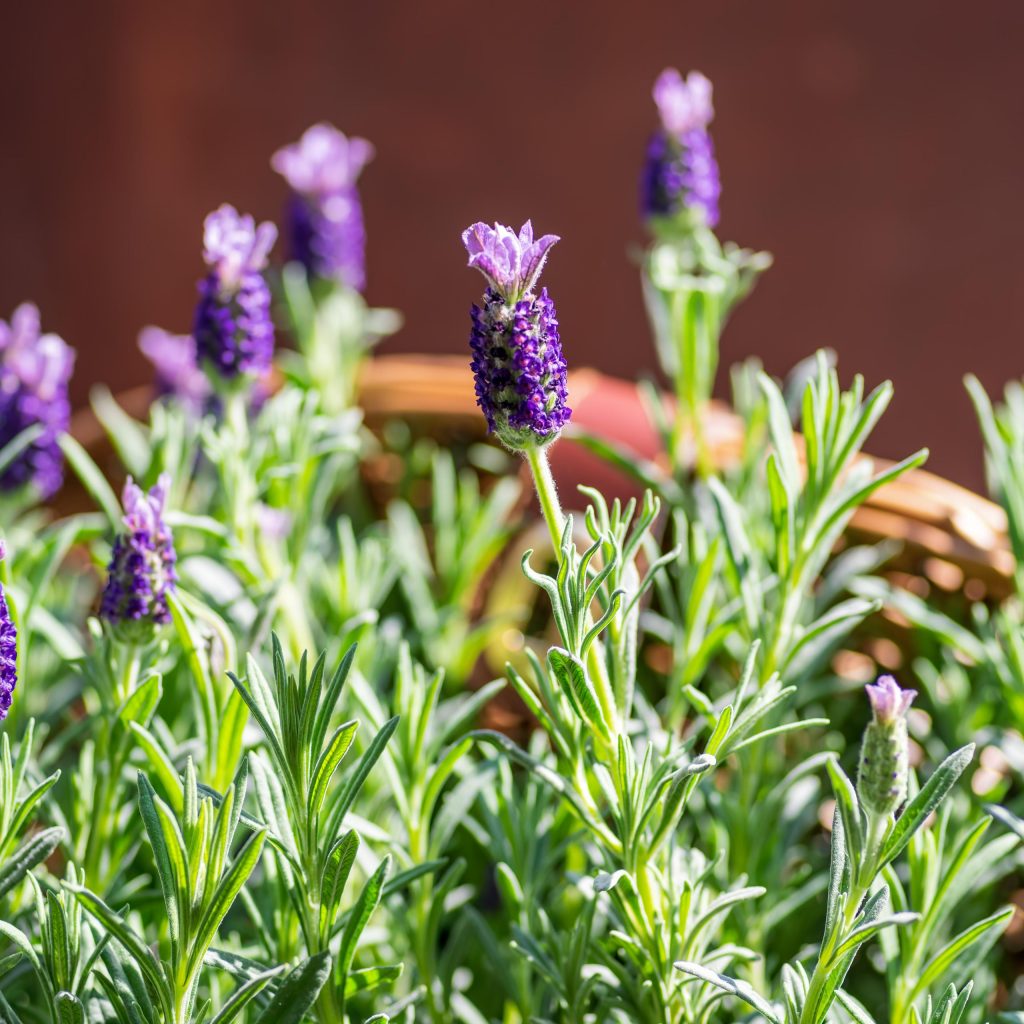 lavender