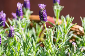 Lavender : The Fragrant Herb of Calm, Beauty & Healing