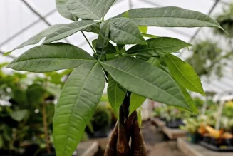 Braided Money Tree in Kenya: A Symbol of Prosperity and Green Elegance