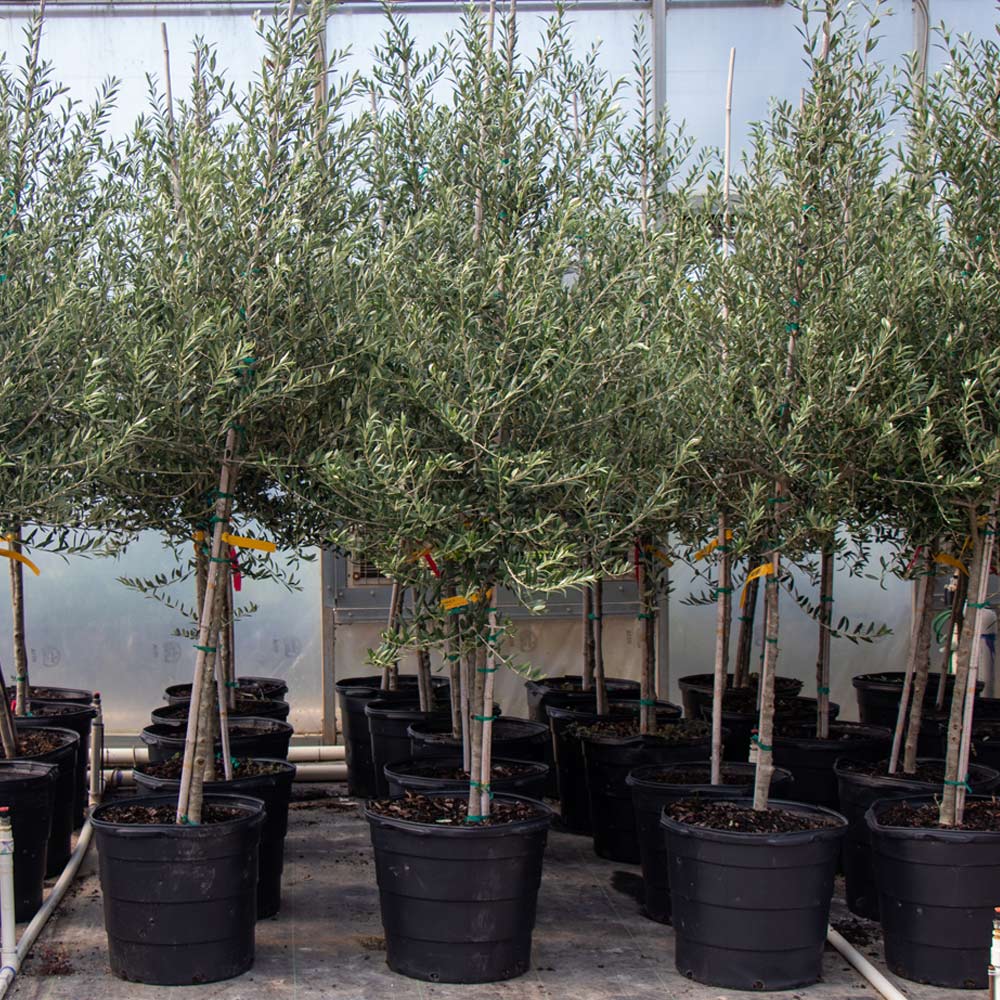 Olea europaea ‘Arbequina’ Olive Tree in Kenya: A Compact, Fruit-Bearing Beauty