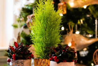 Christmas Lemon Cypress tree: Festive Charm, Care Tips & Indoor Growing Guide