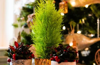 Christmas Lemon Cypress tree: Festive Charm, Care Tips & Indoor Growing Guide