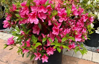 Azalea: A Burst of Color and Elegance for Kenyan Gardens