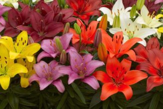 Colour Lily Bulbs in Kenya: Planting, Care & Blooming Guide