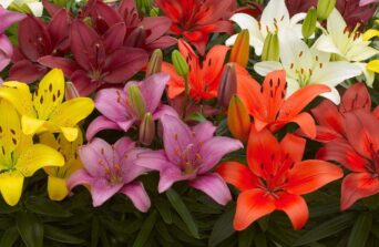 Colour Lily Bulbs in Kenya: Planting, Care & Blooming Guide