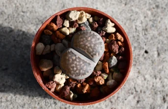 Lithops plants: The Unique “Living Stones” Succulent
