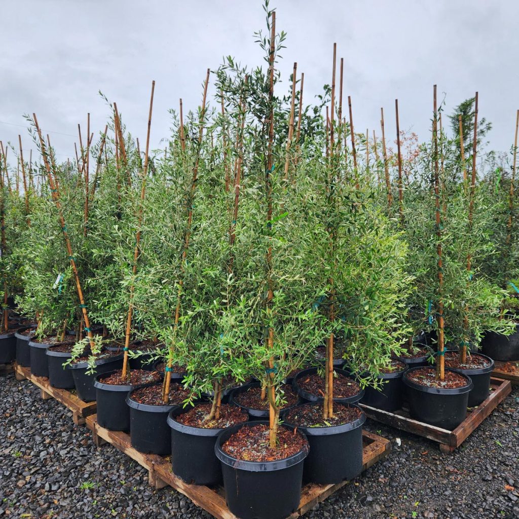 Olea europaea ‘Arbequina’ Olive Tree in Kenya: A Compact, Fruit-Bearing Beauty