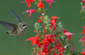 Scarlet Sage plant: Growing, Care & Garden Benefits