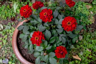 Dahlia plants: Planting, Care & Blooming Guide