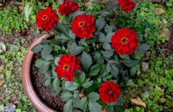 Dahlia plants: Planting, Care & Blooming Guide