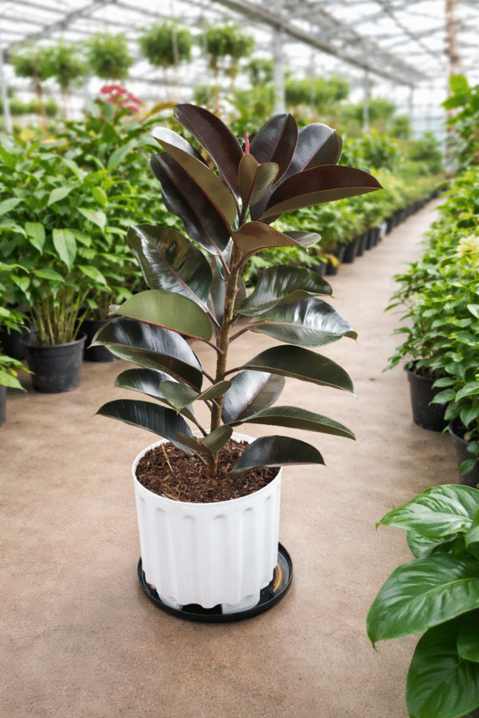Rubber_plant_Planters