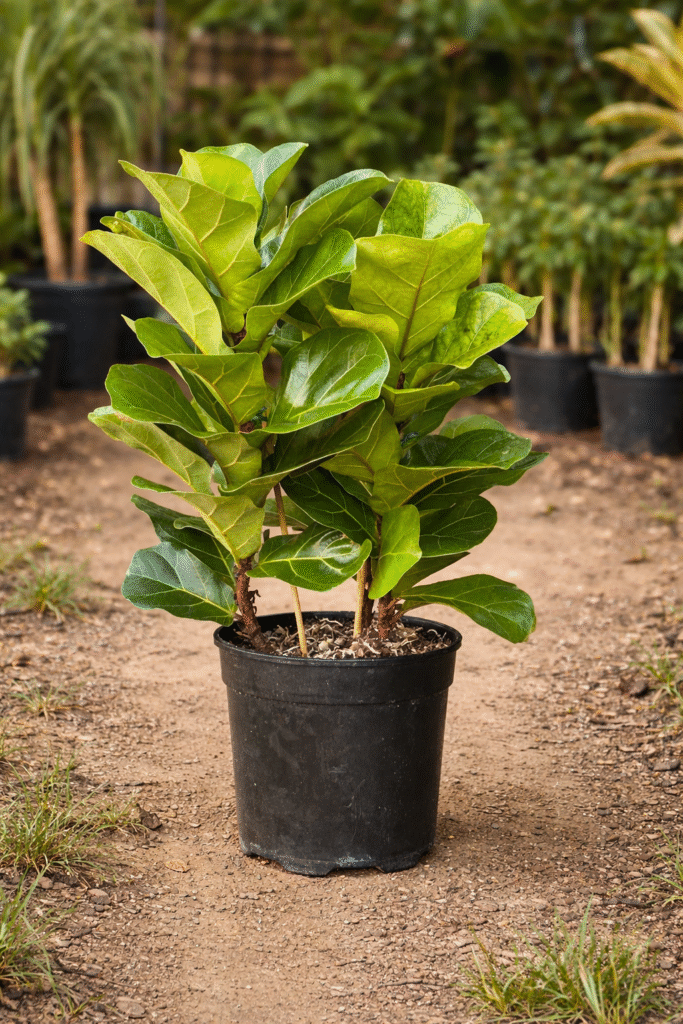 Fiddle fig_tree