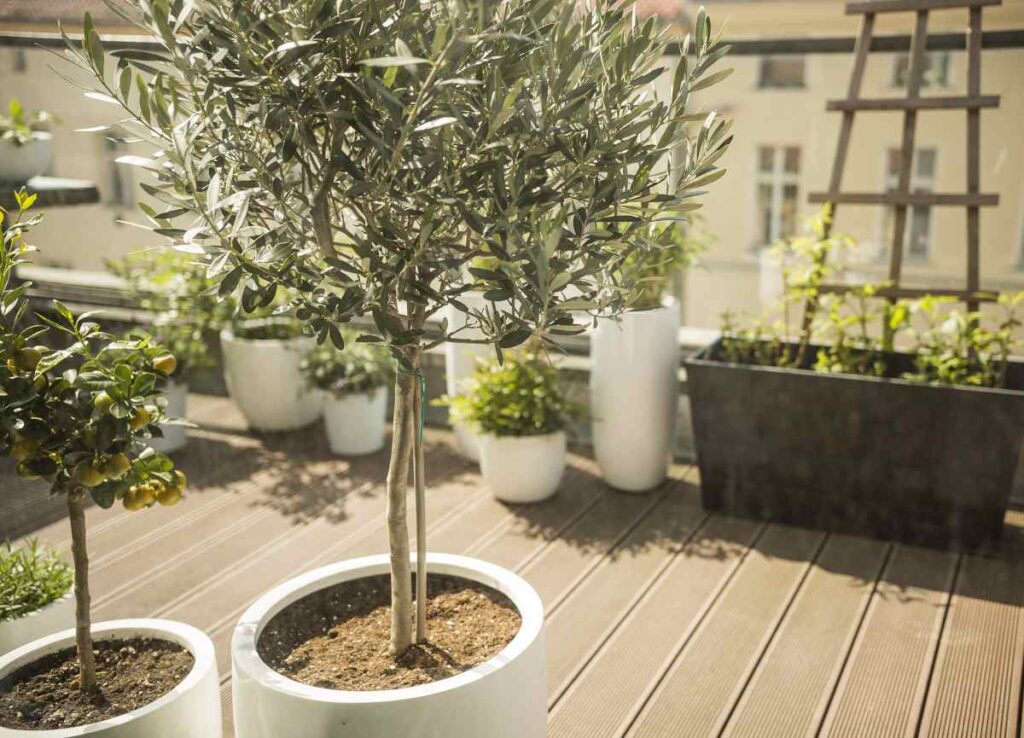 Olive_Tree-potted_planters