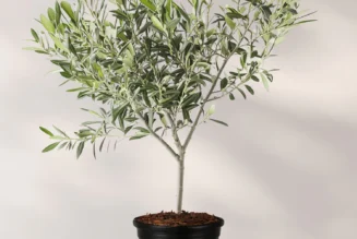 Olive Trees in Kenya: Olea europaea Varieties & Olea africana Growing Guide