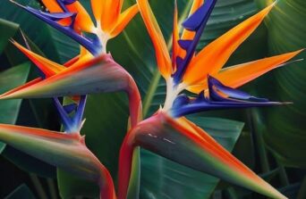 Birds of Paradise: Bold Tropical Beauty for Statement Spaces
