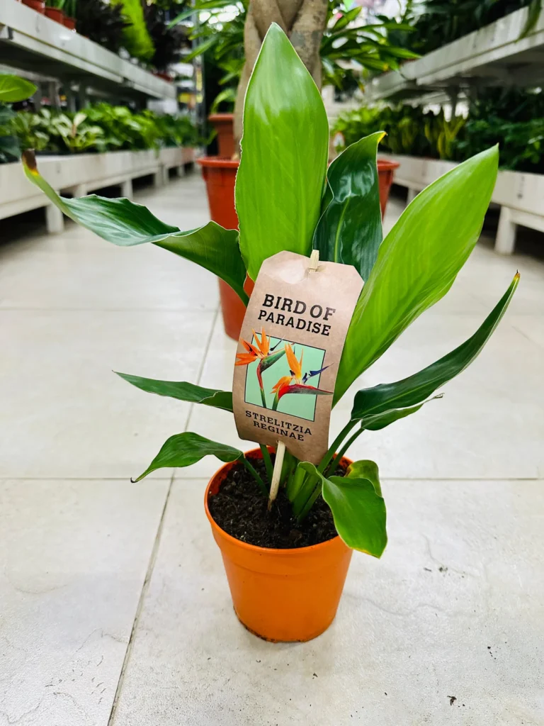birds_planters.co.ke
