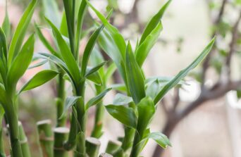 Lucky Bamboo: Meaning, Care Tips & Styling Ideas for Your Space