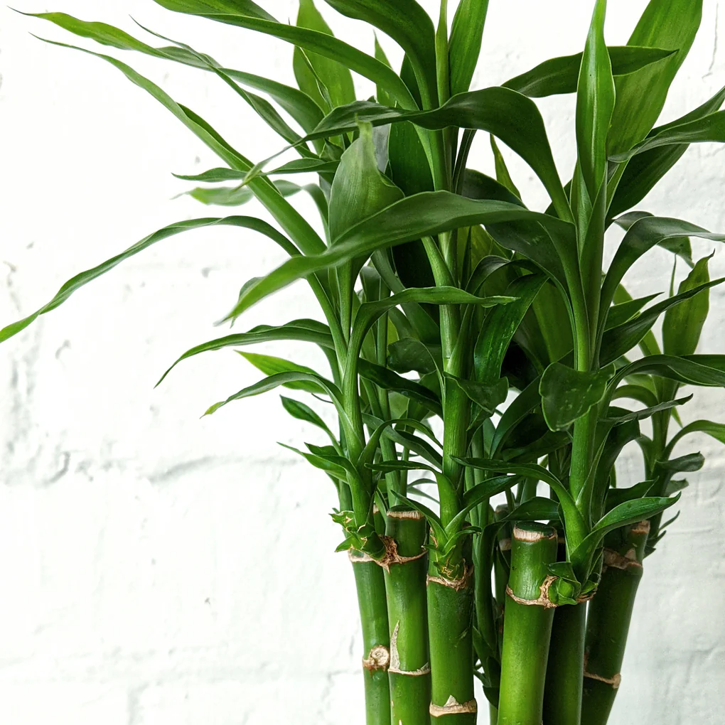 lucky_bamboo_plant