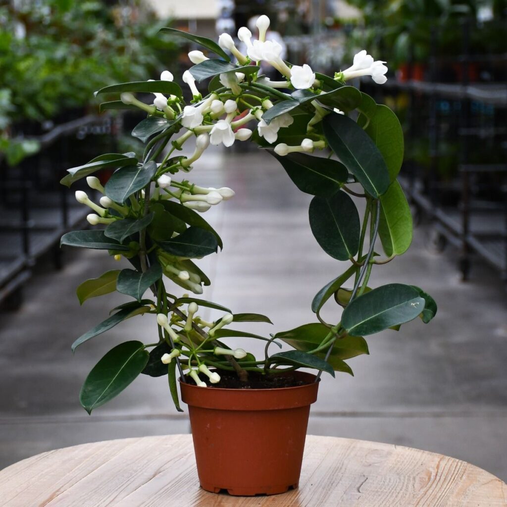 madagascar-jasmine-stephanotis