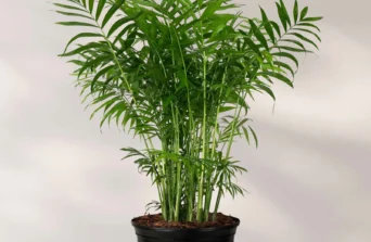 Parlor Palm: Timeless Elegance for Calm, Green Interiors