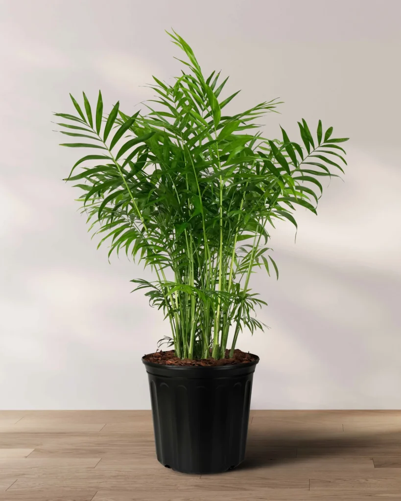 parlor_palm