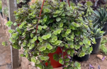 Callisia : Compact Trailing Plant for Modern Indoor Gardens