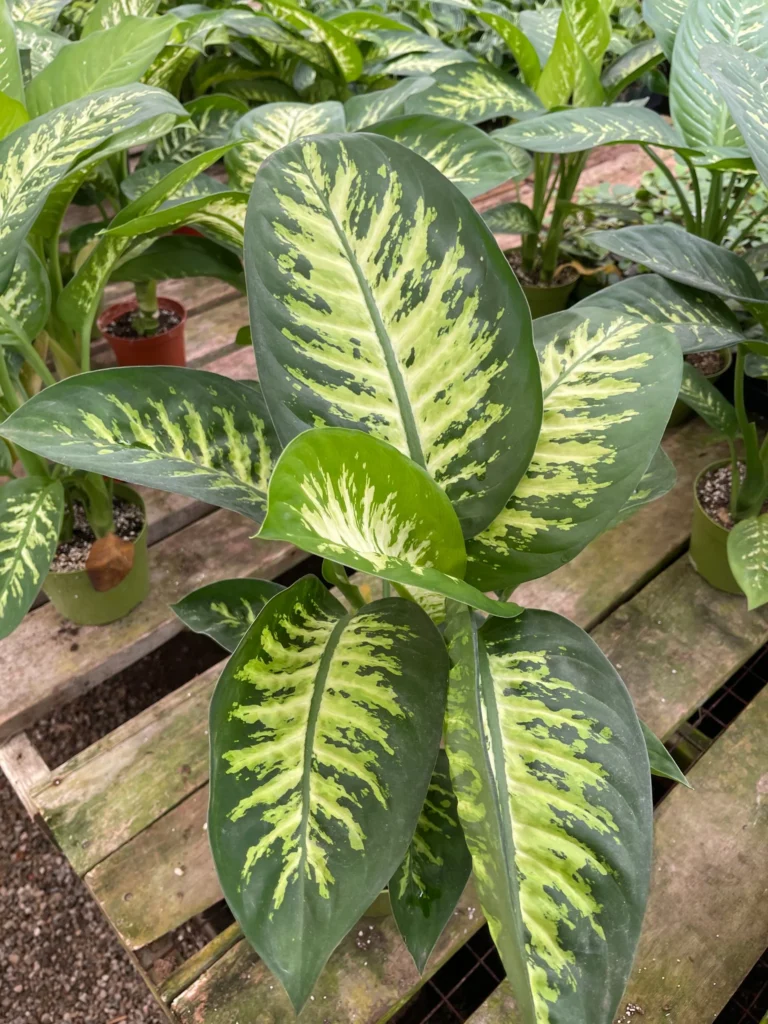 Dieffenbachia
