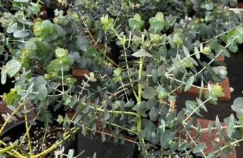 Eucalyptus in Kenya: Aromatic Foliage Tree for Gardens and Landscapes