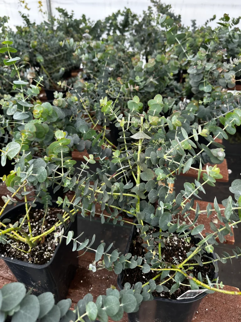 Eucalyptus