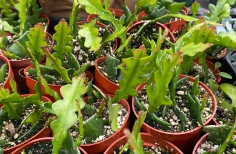 Fishbone Cactus in Kenya: Unique Zigzag Succulent for Indoor Décor