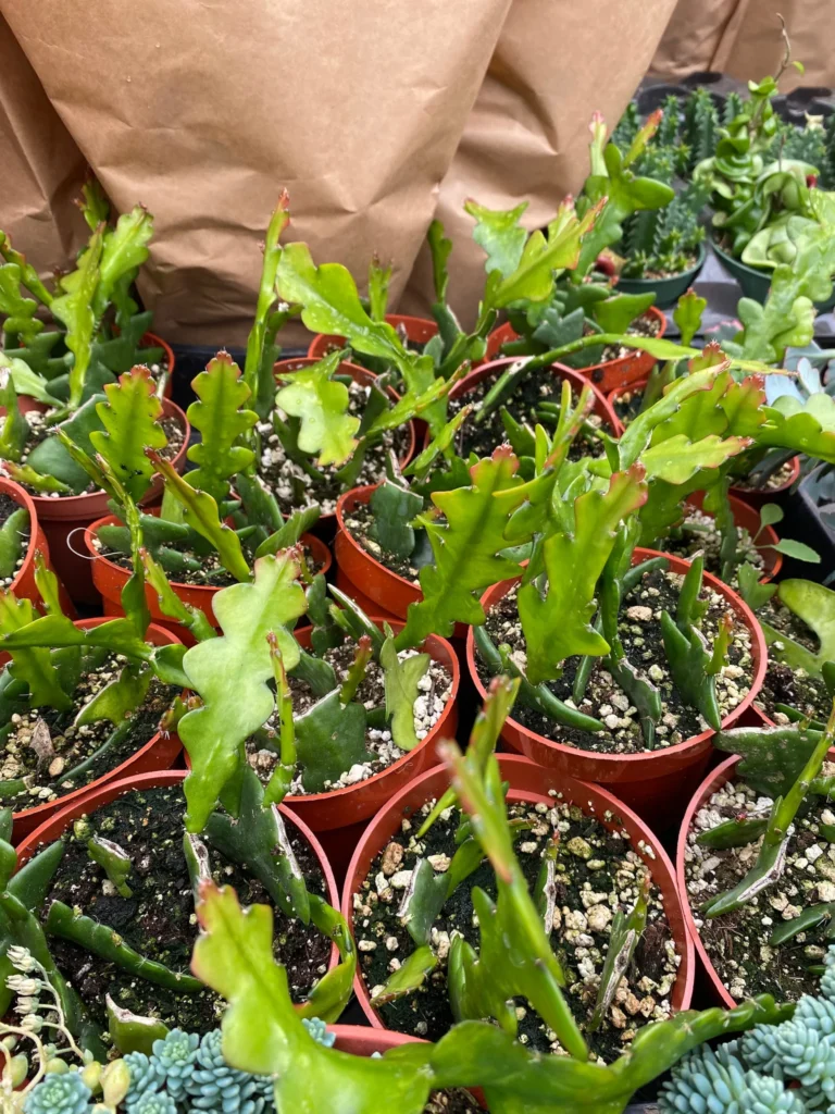 Fishbone Cactus