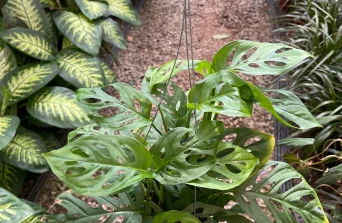 Monstera Adansonii plant: Swiss Cheese Vine for Stylish Interiors