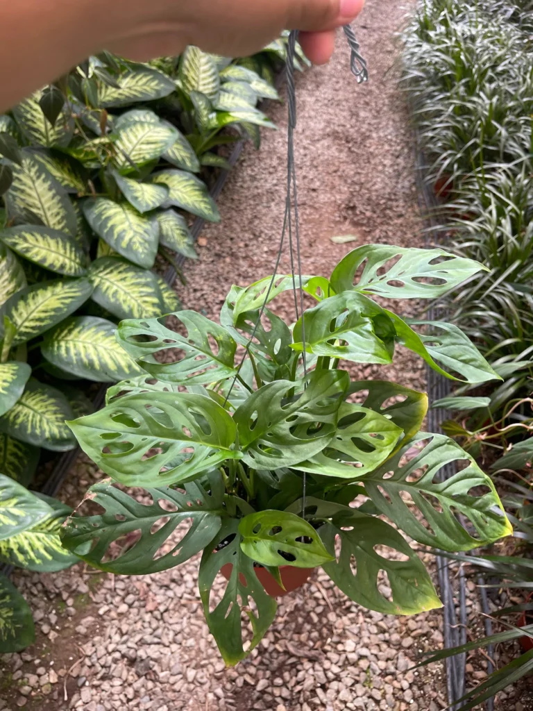  Monstera-Adansonii-Swiss-Chesse