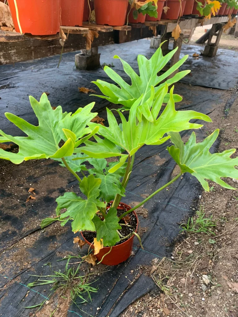 Philodendron
