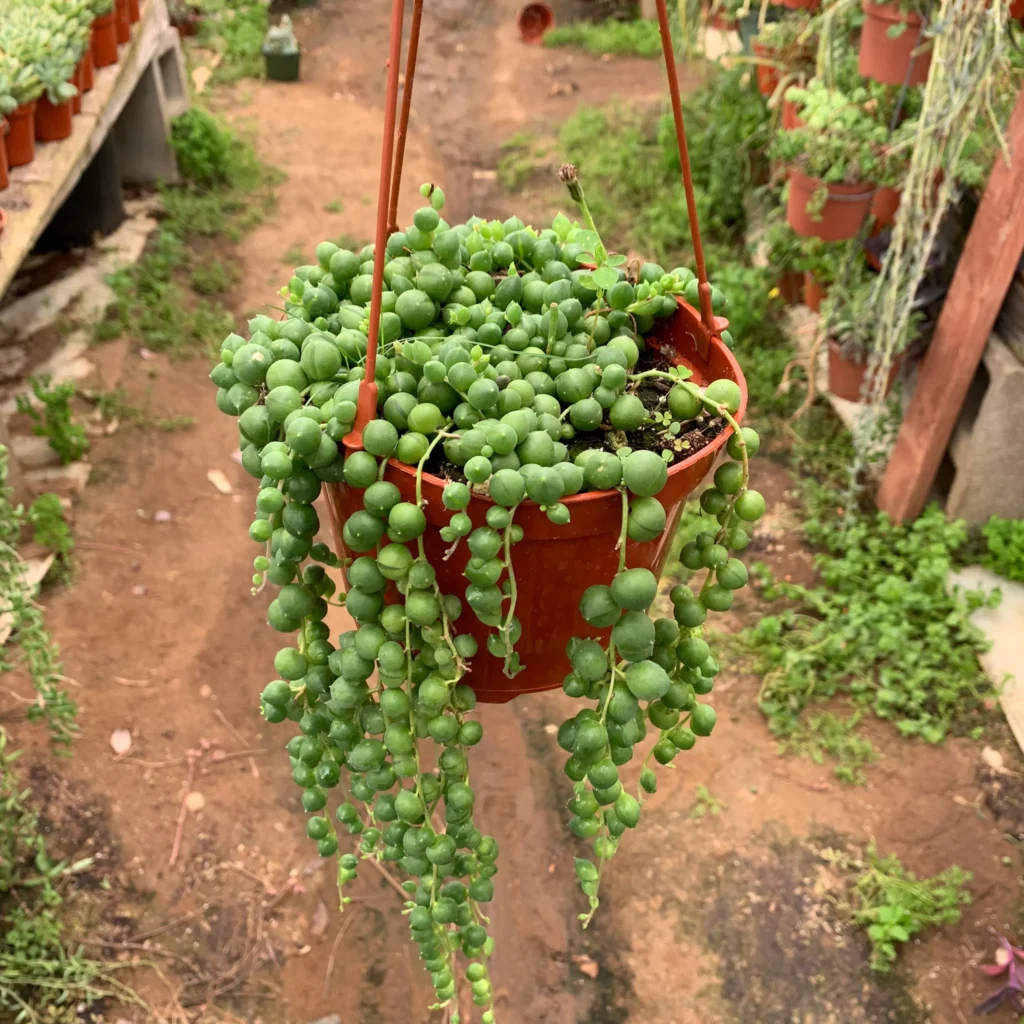 houseplants