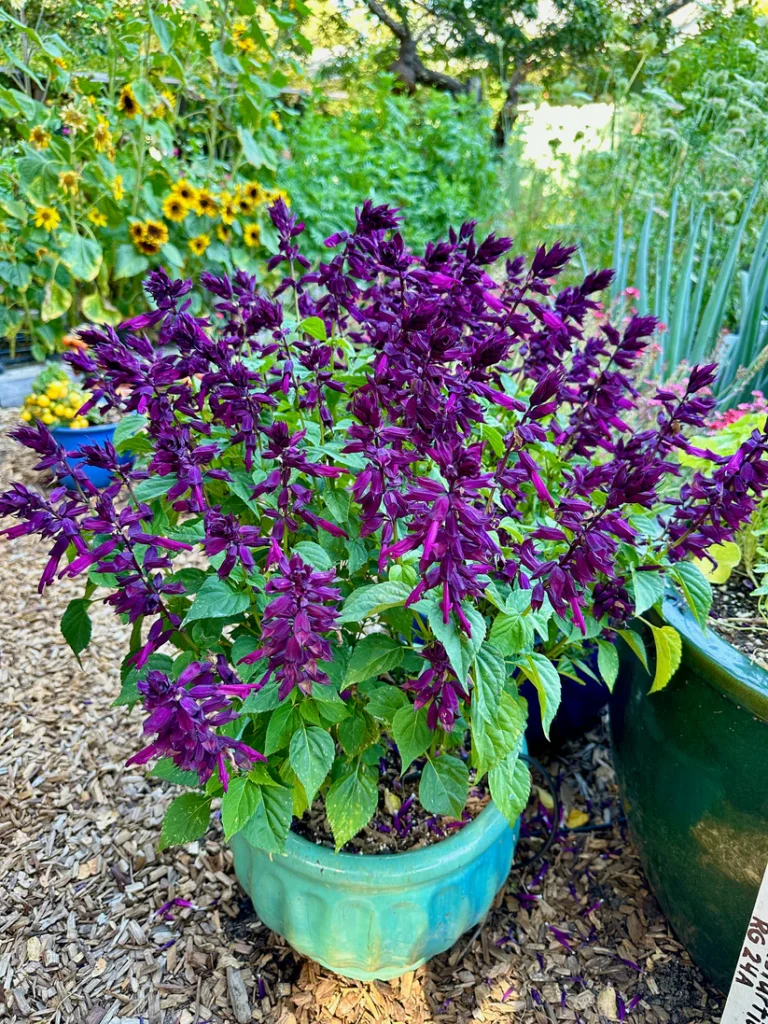 purple_Salvia