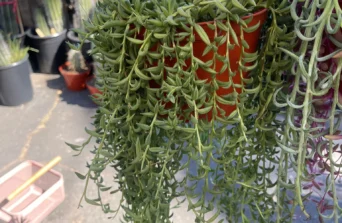 String of Hooks : Unique Trailing Succulent for Indoor Décor