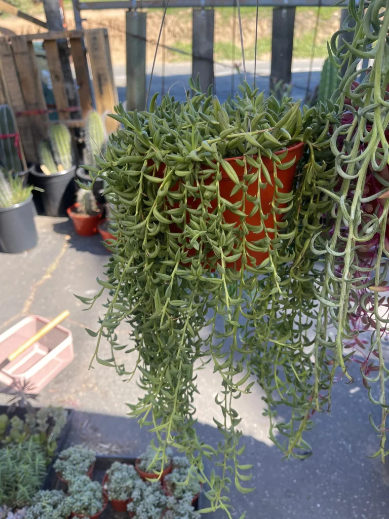 string of hooks
