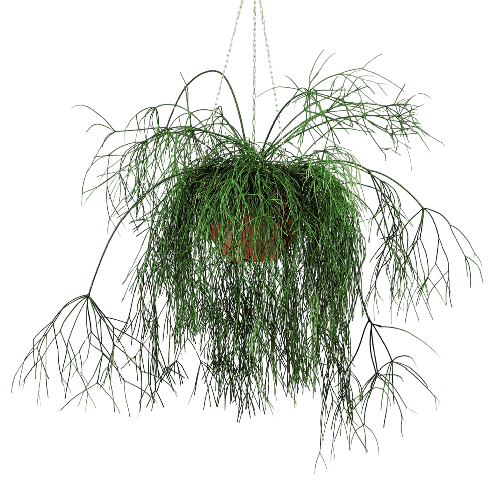 Rhipsalis Baccifera